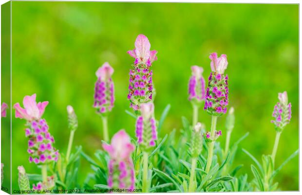 The Lavender Dream Canvas Print by Alex Winter