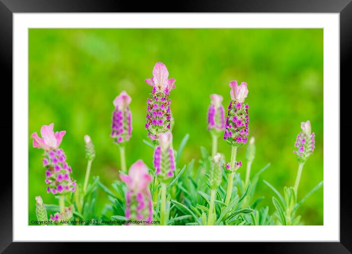 The Lavender Dream Framed Mounted Print by Alex Winter