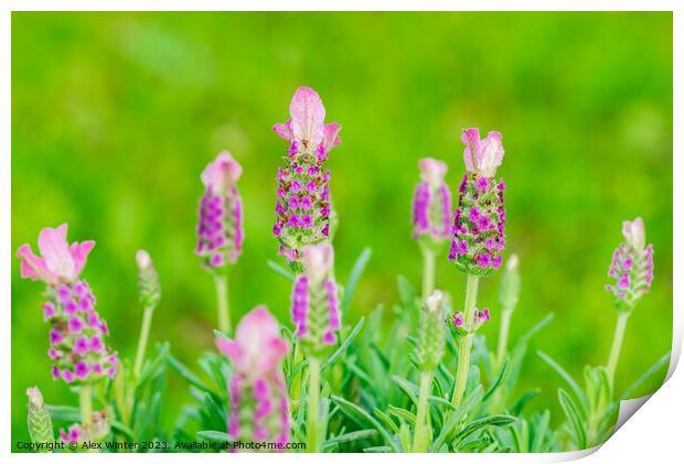 The Lavender Dream Print by Alex Winter