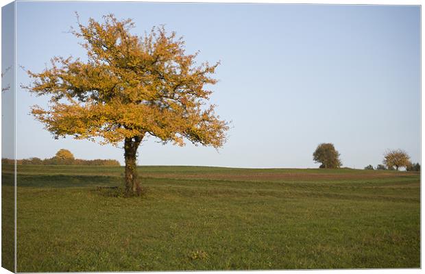 Autumn Canvas Print by Ian Middleton