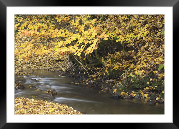Autumn flow Framed Mounted Print by Ian Middleton