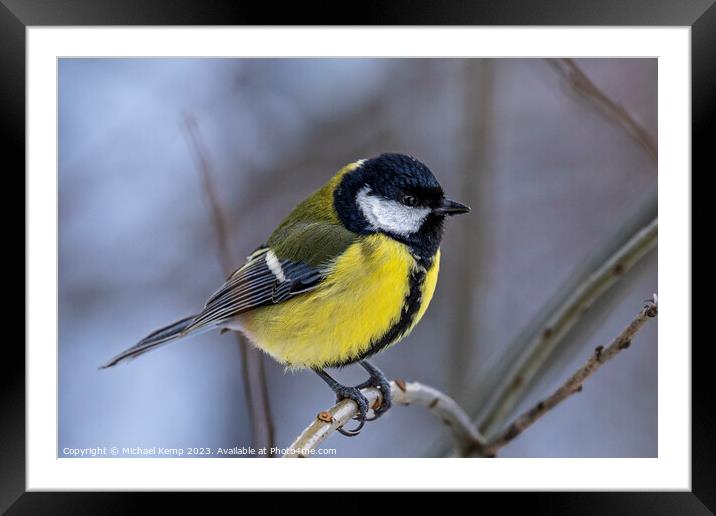 Blue tit Framed Mounted Print by Michael Kemp