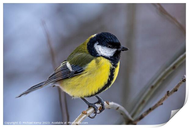 Blue tit Print by Michael Kemp