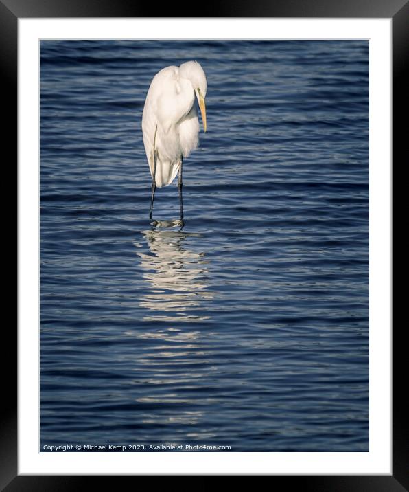 Great White Egret Framed Mounted Print by Michael Kemp
