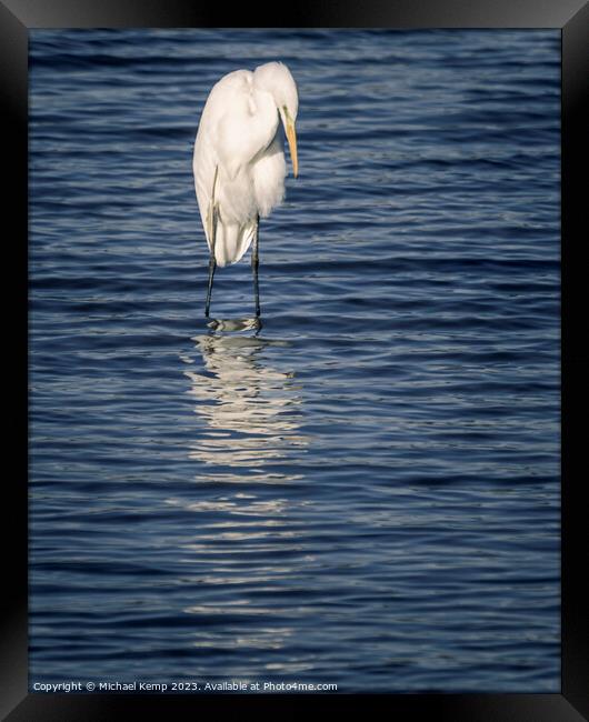 Great White Egret Framed Print by Michael Kemp