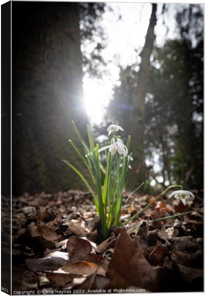 Small bunch of snowdrops in the early spring sun Canvas Print by Chris Haynes