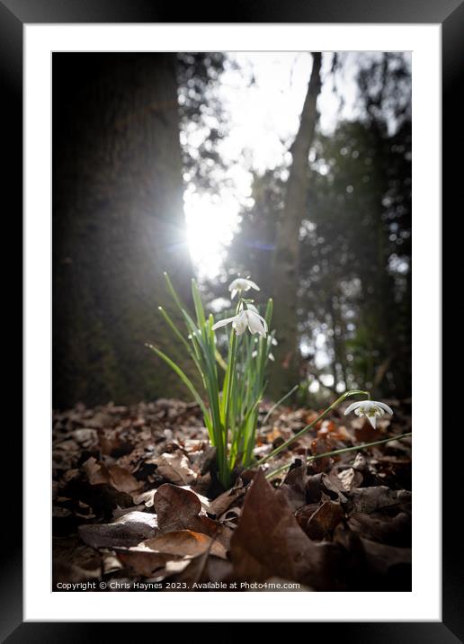Small bunch of snowdrops in the early spring sun Framed Mounted Print by Chris Haynes
