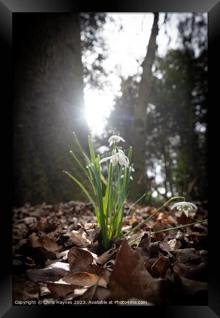 Small bunch of snowdrops in the early spring sun Framed Print by Chris Haynes