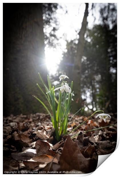 Small bunch of snowdrops in the early spring sun Print by Chris Haynes