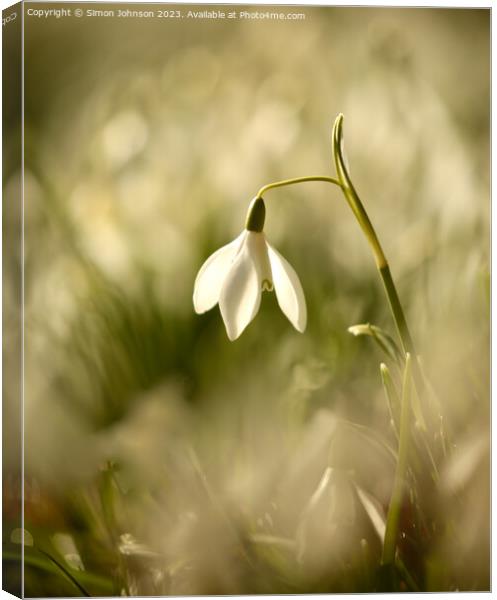 Snowdrop flower Canvas Print by Simon Johnson