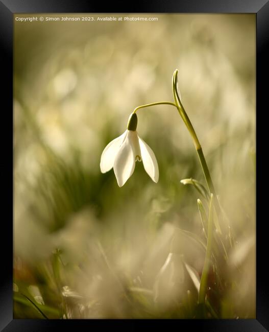 Snowdrop flower Framed Print by Simon Johnson