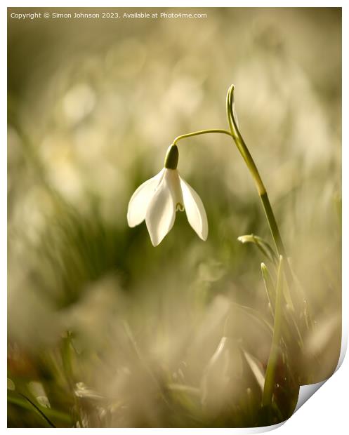 Snowdrop flower Print by Simon Johnson