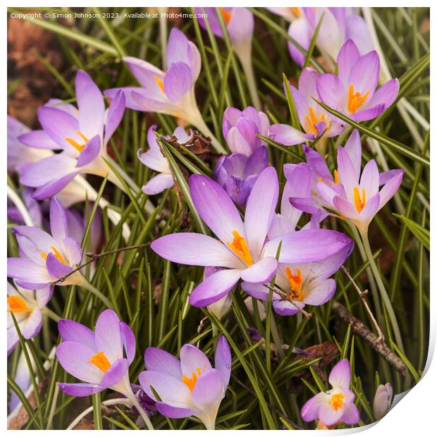 Crocus flowers Print by Simon Johnson