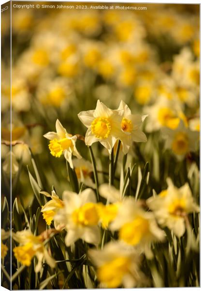  Daffodil  flowers for St Davids day Canvas Print by Simon Johnson