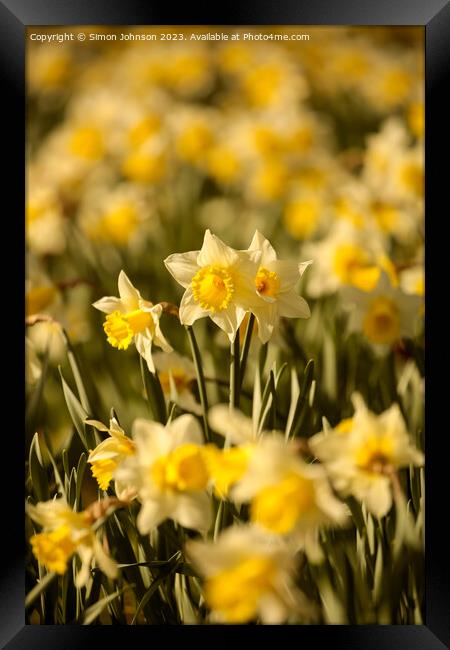  Daffodil  flowers for St Davids day Framed Print by Simon Johnson