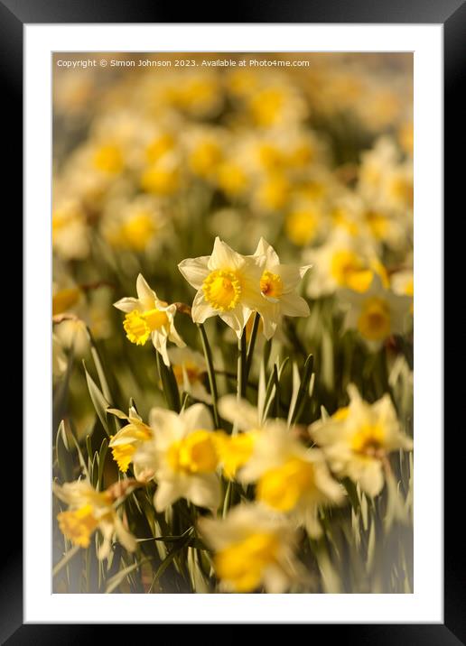 Daffodil  flowers Framed Mounted Print by Simon Johnson