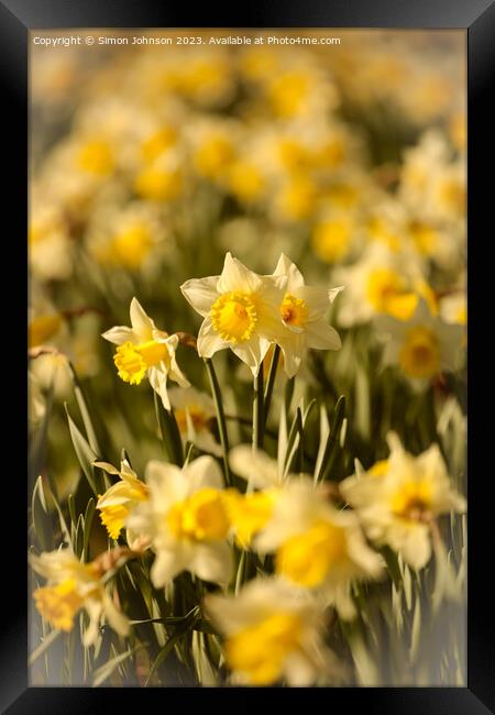 Daffodil  flowers Framed Print by Simon Johnson