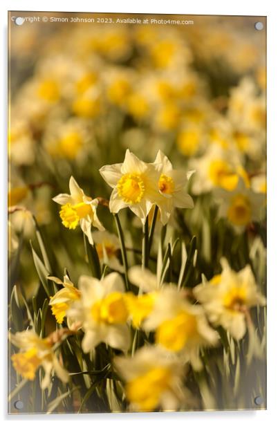 Daffodil  flowers Acrylic by Simon Johnson