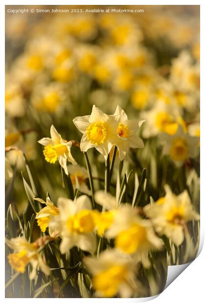 Daffodil  flowers Print by Simon Johnson