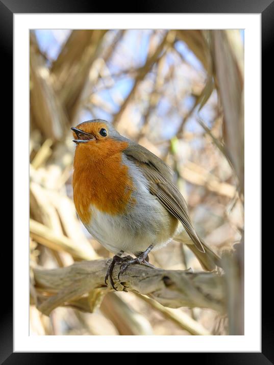 Robin singing while perched on a tree branch Framed Mounted Print by Rob Lucas