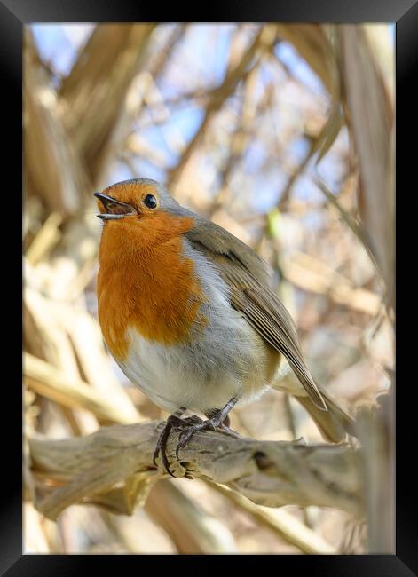 Robin singing while perched on a tree branch Framed Print by Rob Lucas