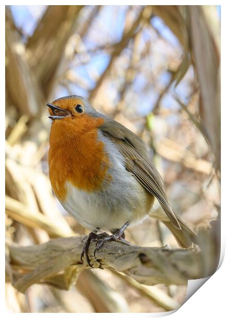 Robin singing while perched on a tree branch Print by Rob Lucas