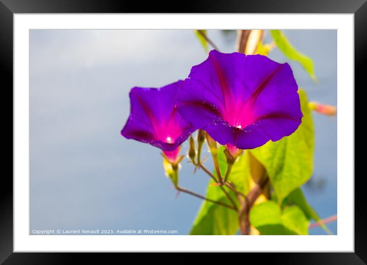 Ipomoea purpurea flowers over a blue background Framed Mounted Print by Laurent Renault