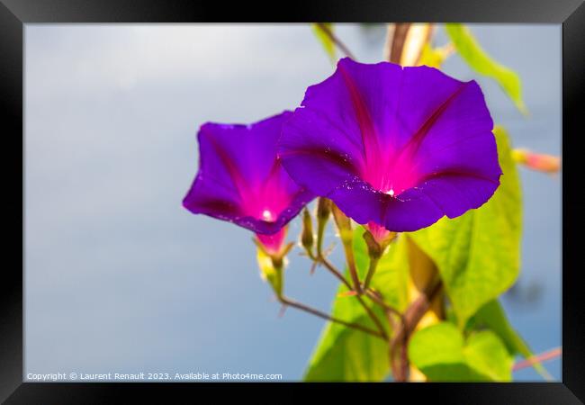 Ipomoea purpurea flowers over a blue background Framed Print by Laurent Renault