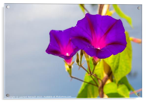Ipomoea purpurea flowers over a blue background Acrylic by Laurent Renault