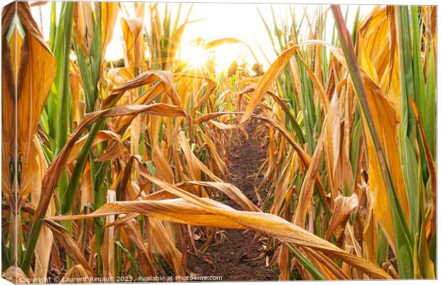 Parched corn field during hot and dry summer Canvas Print by Laurent Renault