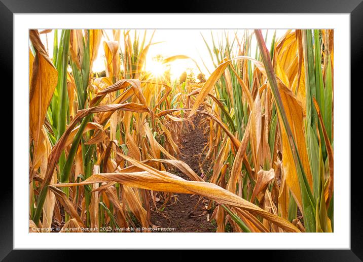 Parched corn field during hot and dry summer Framed Mounted Print by Laurent Renault