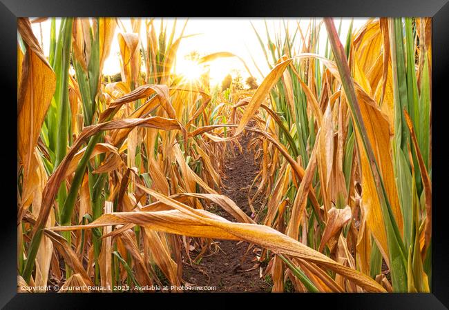 Parched corn field during hot and dry summer Framed Print by Laurent Renault