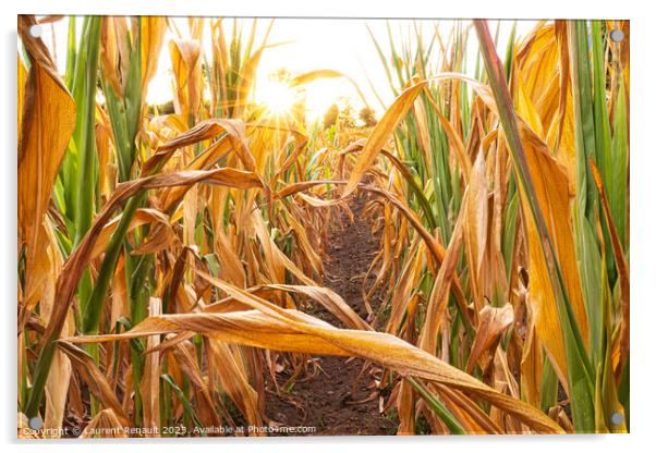 Parched corn field during hot and dry summer Acrylic by Laurent Renault