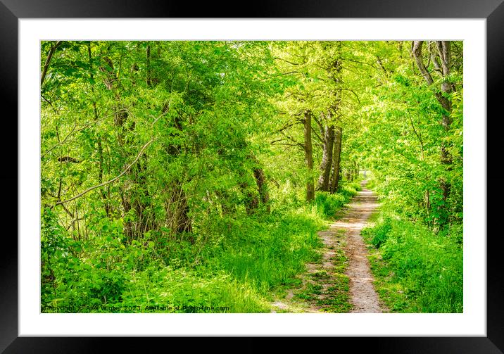 Forest pathway Framed Mounted Print by Alex Winter