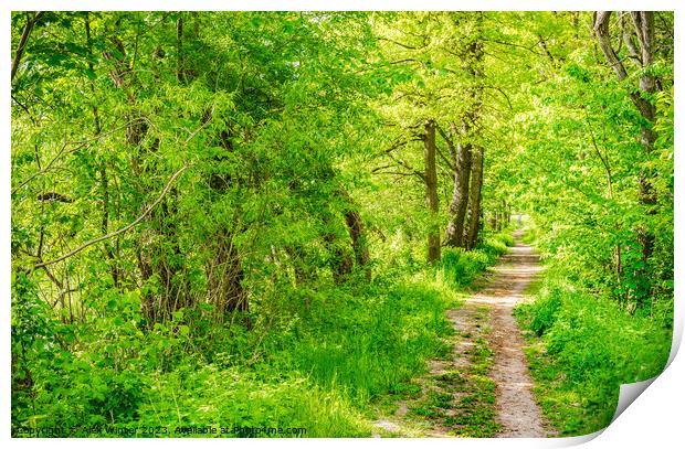 Forest pathway Print by Alex Winter