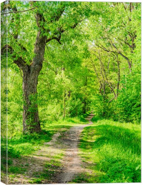 Trail in forest Canvas Print by Alex Winter
