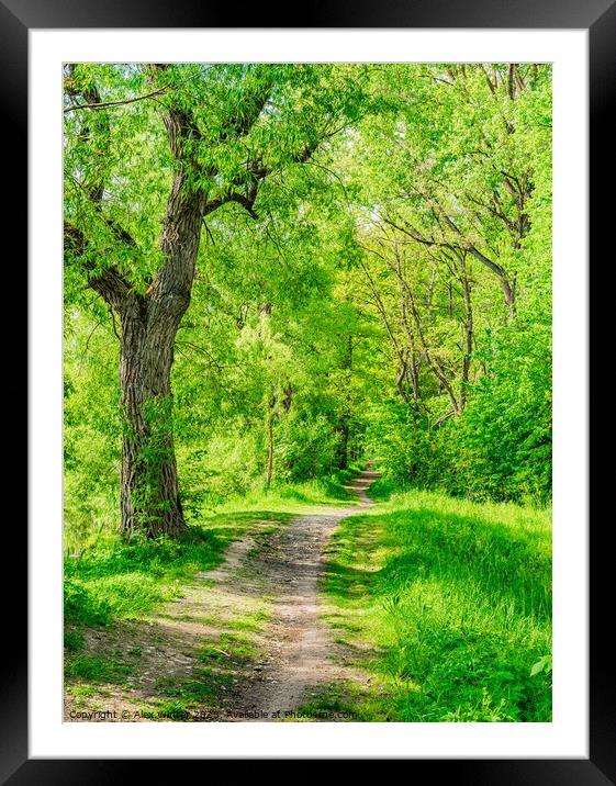 Trail in forest Framed Mounted Print by Alex Winter