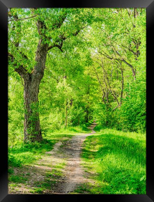 Trail in forest Framed Print by Alex Winter
