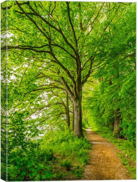 Beautiful track along green deciduous trees Canvas Print by Alex Winter