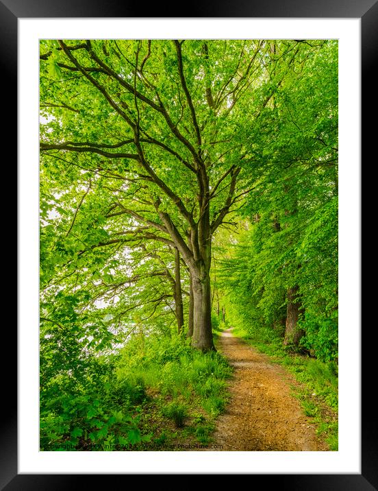 Beautiful track along green deciduous trees Framed Mounted Print by Alex Winter