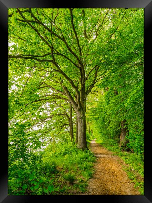 Beautiful track along green deciduous trees Framed Print by Alex Winter
