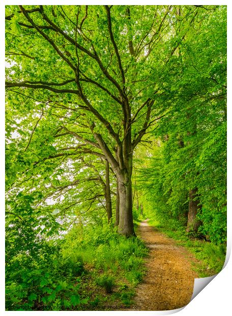 Beautiful track along green deciduous trees Print by Alex Winter