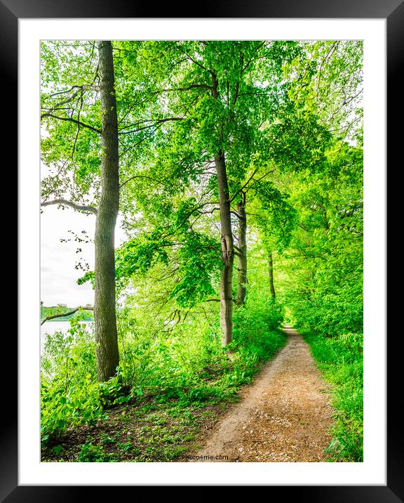 green trees along lake Framed Mounted Print by Alex Winter