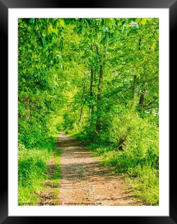 Pathway forest Framed Mounted Print by Alex Winter