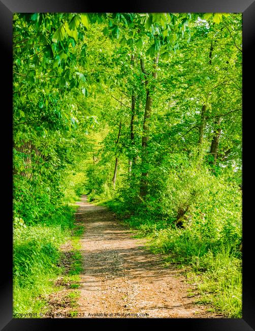 Pathway forest Framed Print by Alex Winter