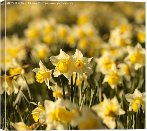 At David’s Day Daffodils  flowers Canvas Print by Simon Johnson