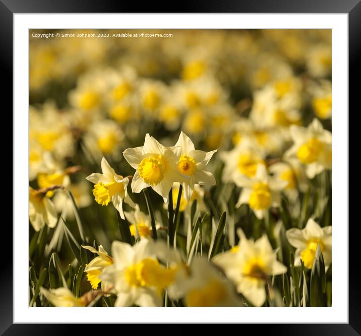 At David’s Day Daffodils  flowers Framed Mounted Print by Simon Johnson