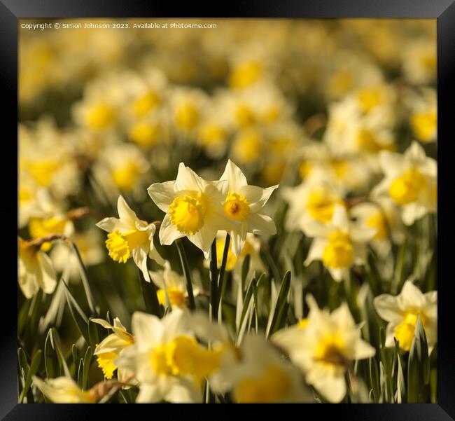 At David’s Day Daffodils  flowers Framed Print by Simon Johnson