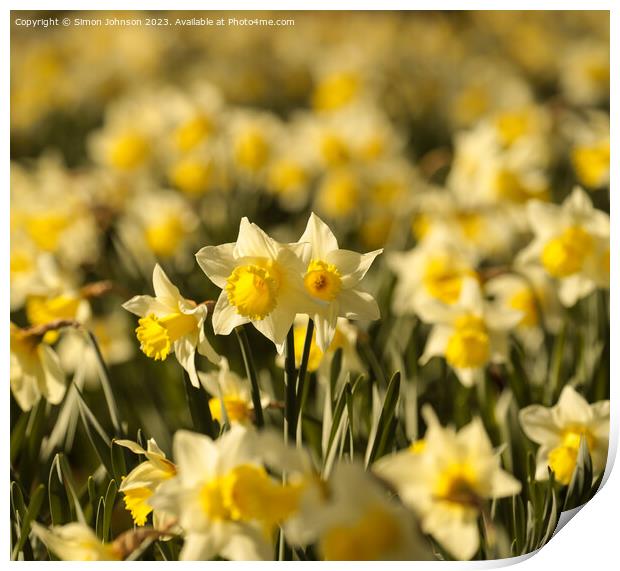 At David’s Day Daffodils  flowers Print by Simon Johnson