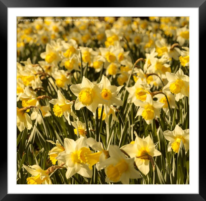 Sunlit Daffodil flower Framed Mounted Print by Simon Johnson